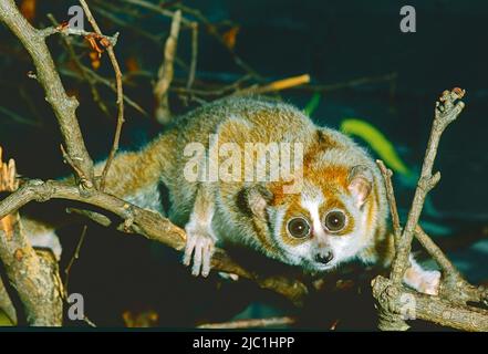 Pygmäen langsam Loris, (Nycticebus pygmaeus,) aus Laos, Vietnam, China. Gefährdet. Stockfoto