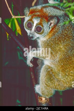 Pygmäen langsam Loris, (Nycticebus pygmaeus,) aus Laos, Vietnam, China. Gefährdet. Stockfoto