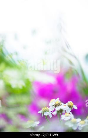 Weiße Schafgarbe (Achillea ptarmica) blüht auf der Wiese. Selektiver Fokus und geringe Schärfentiefe. Stockfoto