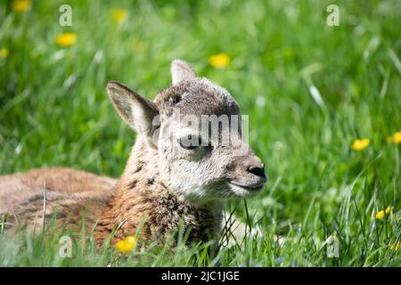 Kleine niedliche Baby Mufflon liegend und entspannend im grünen Gras.liebenswert Mufflon Rehkitz, Tierwelt, Baby Tiere Stockfoto