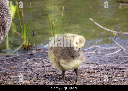 Baby Canada Goose, Branta canadensis oder Gänse, die einen Juckreiz kratzen. Hochwertige Fotos Stockfoto