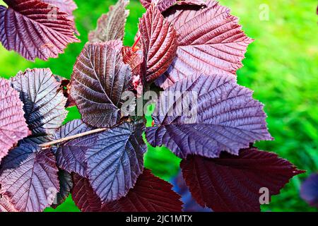 Violette Filbert-Blätter (Hazel) Stockfoto