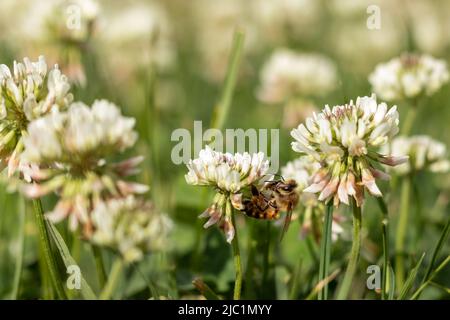 Honigbiene auf einer Kleeblüte in einem grünen unscharfen Feld. Selektiver Fokus. Für Text platzieren. Stockfoto