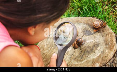 Das Kind untersucht die Schnecken am Baum. Selektiver Fokus. Stockfoto