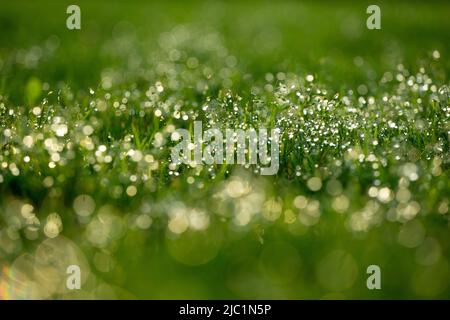 Hellgrün verschwommener Grashintergrund mit Wassertropfen. Stockfoto