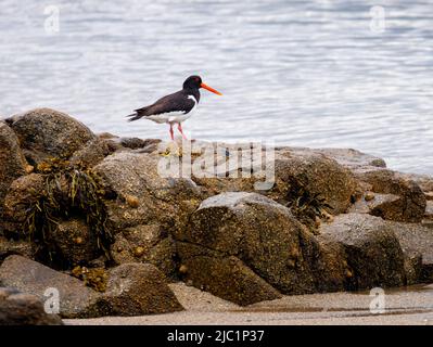 Ein Eurasischer Austernfischer (Haematopus ostralegus), der auf einem Felsen am Fisherman's Beach an der Küste von Herm, einer Insel in Guernsey, Kanalinseln, steht Stockfoto