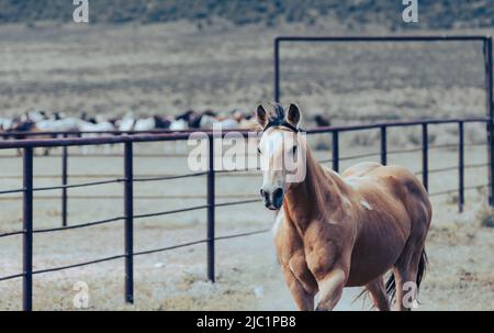 Ranch Pferde im amerikanischen Westen werden auf Sommerweiden getrieben Stockfoto