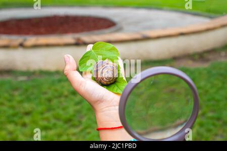 Das Kind untersucht die Schnecken am Baum. Selektiver Fokus. Stockfoto