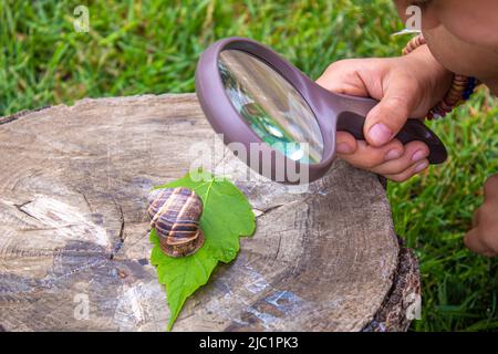 Das Kind untersucht die Schnecken am Baum. Selektiver Fokus. Stockfoto