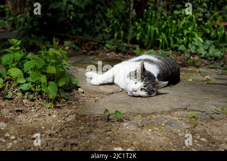 Gestromte weiße und graue Katze mit grünen Augen, entspannt auf einer Seite im Garten liegend und in die Kamera schauend Stockfoto