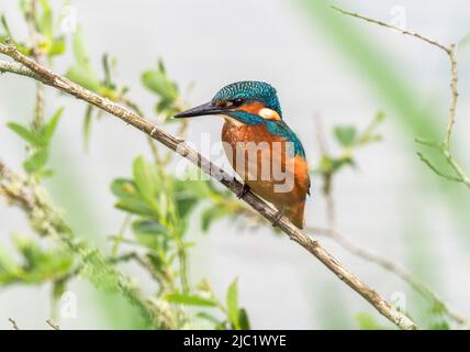 Kingfisher, Teifi Marshes, Cardigan, Wales Stockfoto