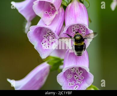 Weiße Schwanzhummel, Bombus lucorum Eintritt in die Blume von lila rosa Foxglove Digitalis Dalmatiner mit seinen Flügeln voll ausgebreitet Stockfoto