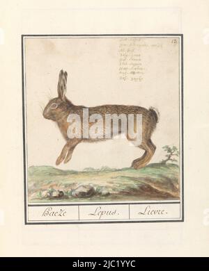 Hae. Rechts oben nummeriert: 13. Oben rechts der Name in neun Sprachen. Teil des ersten Albums mit Zeichnungen von Vierbeiner. Erstes von zwölf Alben mit Zeichnungen von Tieren, Vögeln und Pflanzen, bekannt um 1600, im Auftrag von Kaiser Rudolf II. Mit Noten in Niederländisch, Latein und Französisch, Haas (Lepus europaeus) Haeze / Lepus. / Lievre, Zeichner: Anselmus Boëtius de Boott, Zeichner: Elias Verhulst, Zeichner: Praag, Zeichner: Delft, 1596 - 1610, Papier, Pinsel, Stift, H 189 mm × B 176 mm Stockfoto