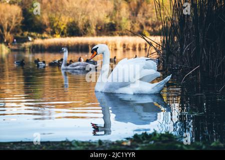 Schwan schwimmt zum Ufer auf der Suche nach Nahrung. Im Hintergrund schwimmen Schilf und andere Schwäne und Wildenten auf dem See. Stockfoto