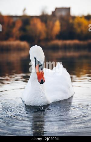 Schwan mit einem schönen Schnabel posiert in freier Wildbahn auf einem Teich, der von Schilf und Bäumen umgeben ist. Stockfoto