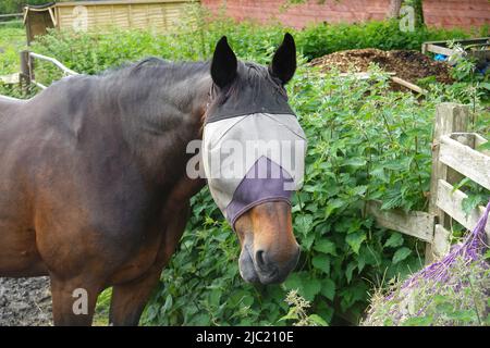 Ein Pferd mit verbundenen Augen auf einem Feld in New Mills, Derbyshire Stockfoto