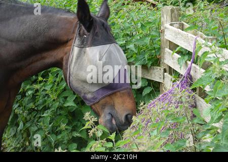 Ein Pferd mit verbundenen Augen auf einem Feld in New Mills, Derbyshire Stockfoto