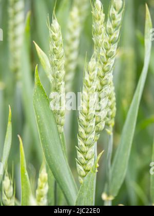 Grüne Weizenohren im Feld. Nahaufnahme der Landwirtschaft. Stockfoto