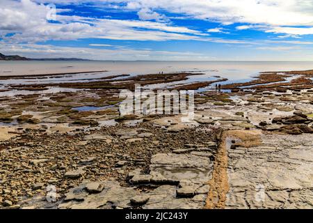 Fossilienjäger bei Ebbe am Strand von Lyme Regis an der Jurassic Coast, Dorset, England, Großbritannien Stockfoto