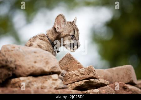 Ein junger Gepard, der im tiefen Gras sitzt Stockfoto