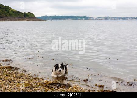 Border Collie Hund, der sich nach einem langen Spaziergang in den Gewässern der Carrick Roads abkühlt: River Fal, Cornwall, Großbritannien Stockfoto