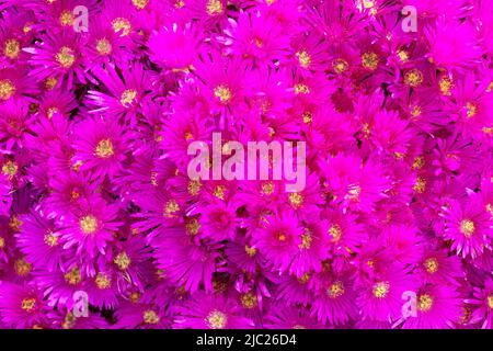 Hardy Ice Plant (Delosperma) wächst an einer Wand in Castle Drive, St. Mawes, Cornwall, Großbritannien Stockfoto