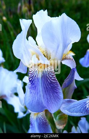 Blühende Iris aus nächster Nähe. Schöne Blumen im Sommergarten Stockfoto