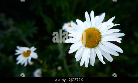 Schöne Kamillenblüte aus nächster Nähe. Weiß blühende Kamille auf grünem Gras Hintergrund Stockfoto