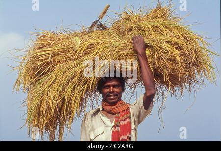 Bangladesch; Porträt eines Bauern, der ein Reisbündel auf dem Kopf trägt. Stockfoto