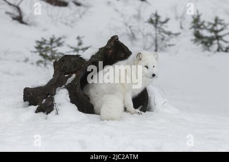 Arktischer Fuchs zu Hause Stockfoto