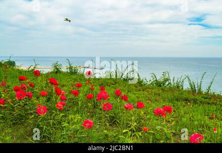 Blick auf den Garten am Meer, Varna Stadt, Bulgarien.People Promenade auf Parkallee mit hellen Rosen Blumen am Sommertag, Stockfoto