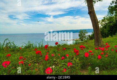 Blick auf den Garten am Meer, Varna Stadt, Bulgarien.People Promenade auf Parkallee mit hellen Rosen Blumen am Sommertag, Stockfoto