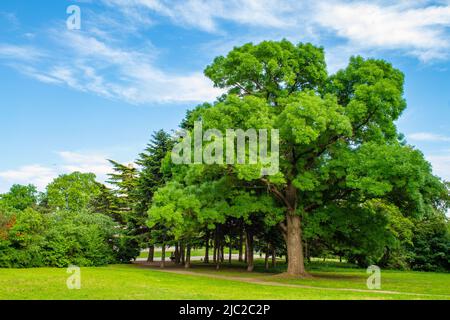 Blick auf den Garten am Meer, Varna Stadt, Bulgarien.People Promenade auf Parkallee mit hellen Rosen Blumen am Sommertag, Stockfoto