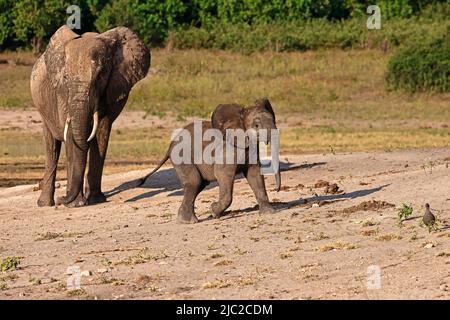 Junger afrikanischer Elefant mit seiner Mutter am Chobe River Botswana Stockfoto