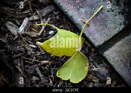 Zwei gelbgrüne, fächerförmige Ginkgo biloba, Maidenhaar, Blätter, die im Sommer oder Herbst in Pennsylvania neben einer gemauerten Türmatte auf Mulch liegen Stockfoto