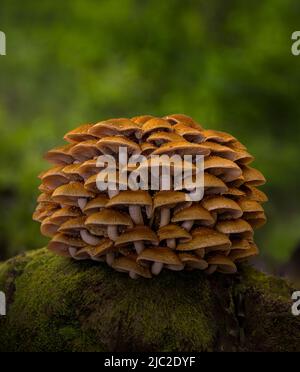 Ein Hügel aus Kastanienpilzen, der auf einem moosigen Baumstamm in einem Wald wächst Stockfoto