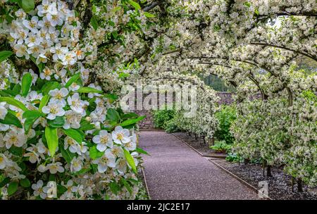 Die Malus-Laube in voller Blüte. Der Kitchen Garden in Aberglasney Stockfoto