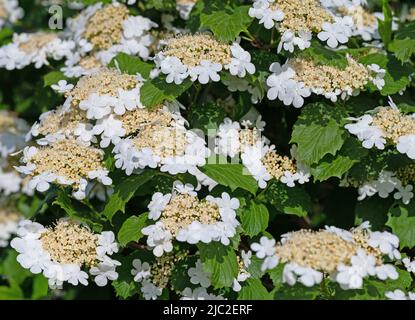 Blühende Schneeballblüte, Viburnum opulus, im Frühjahr Stockfoto