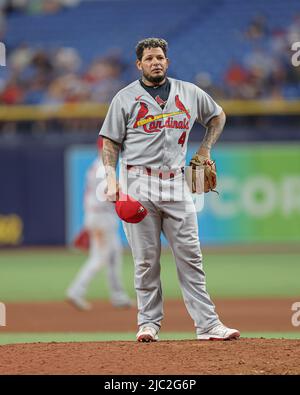 St. Petersburg, Florida. USA; St. Louis Cardinals Catcher Yadier Molina (4) nimmt den Pitcher-Hügel zur Freude aller Fans während einer Major League mit Stockfoto