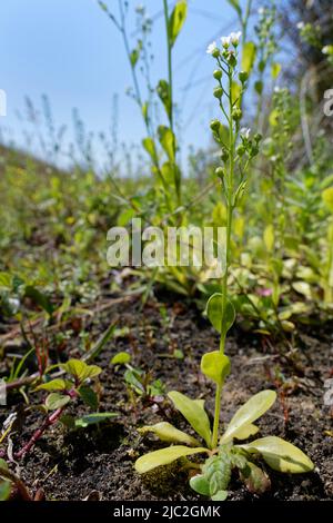 Brookweed (Samolus valerandi) blüht in einer sumpfigen Dünenlandschaft, Kenfig NNR, Glamorgan, Wales, Vereinigtes Königreich, Juli. Stockfoto