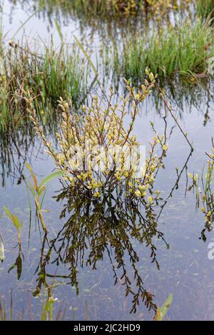 Schleichende Weide (Salix repens) blüht in einer überfluteten Dünenlandschaft, Kenfig NNR, Glamorgan, Wales, Vereinigtes Königreich, Mai. Stockfoto