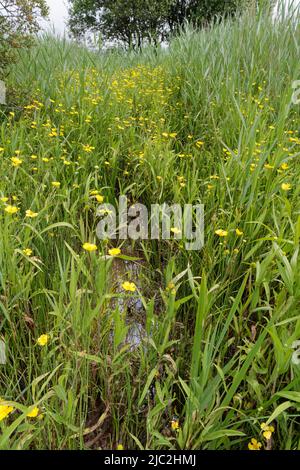 Große Speerwürze (Ranunculus lingua) blühen in einem sumpfigen Becken, Kenfig NNR, Glamorgan, Wales, Vereinigtes Königreich, Juli. Stockfoto