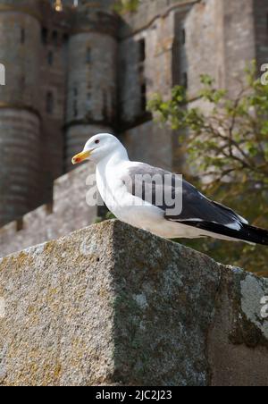 Die Möwe liegt auf einem Stein vor dem Hintergrund der alten Festungsmauern der Altstadt von Mont-Saint-Michel Stockfoto