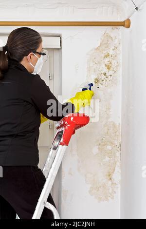 Frau entfernt Schimmel oder Schimmel, der an der Außenwand ihres Schlafzimmers in einem alten Haus wächst, mit Pilzspray und Geweben. Stockfoto