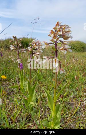 Marsh Helleborine (Epipactis palustris) blühen in einem sumpfigen Dünenlack, Kenfig NNR, Glamorgan, Wales, Vereinigtes Königreich, Juli. Stockfoto