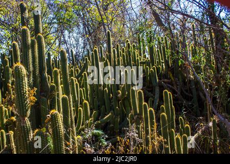 Eine dicke Goldfackel-Kakteen, Echinopsis Spachianus, wächst im Unterholz eines kleinen Flusswaldes im ländlichen Südafrika Stockfoto