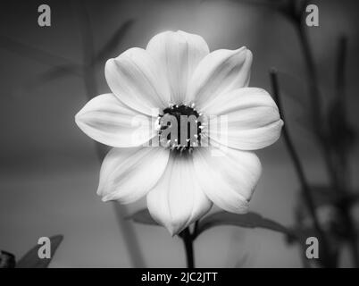 Schwarz-Weiß-Foto einer verträumten einzigen Dahlia-Blume mit einer Honigbiene auf der mittleren Scheibe blüht im Frühjahr oder Sommer, Lancaster County, Pennsylvania Stockfoto