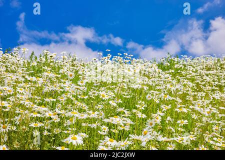 Blüht Gänseblümchen auf der Sommerwiese und blauer Himmel mit weißen Wolken. Stockfoto