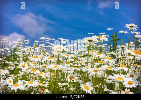 Blüht Gänseblümchen auf der Sommerwiese und blauer Himmel mit weißen Wolken. Stockfoto