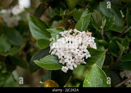 Viburum X Burkwoodii Stockfoto